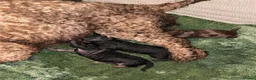 Toy Poodle dogs for sale: Choc merle boy - Advert 6