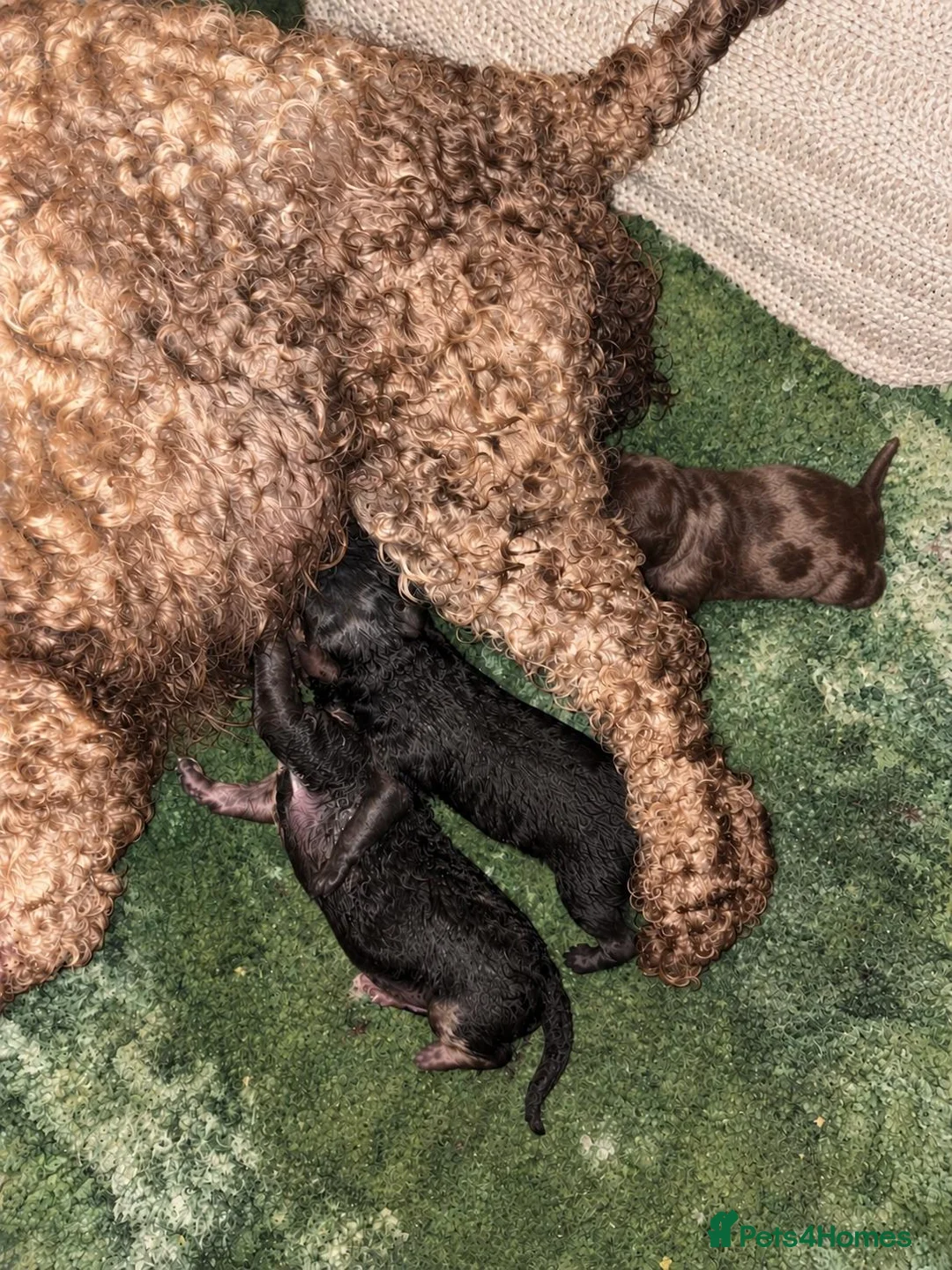 Toy Poodle dogs for sale: Choc merle boy - Advert 6