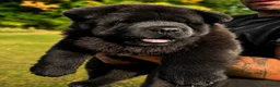 Chow Chow dogs for sale: Black smooth chow chow girl  - Advert 5