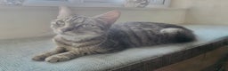 Savannah cats for sale: Stunning Savannah Cross kittens, ready now - Advert 14