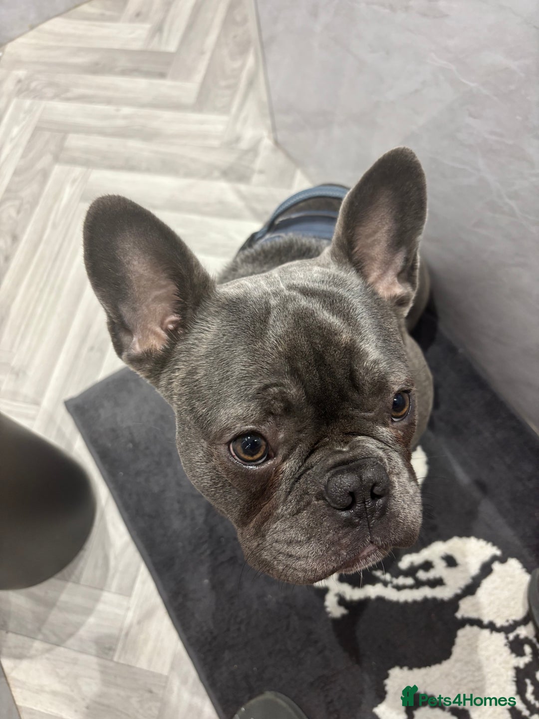 French Bulldog dogs for sale: 9 month old French Bulldog  - Advert 6