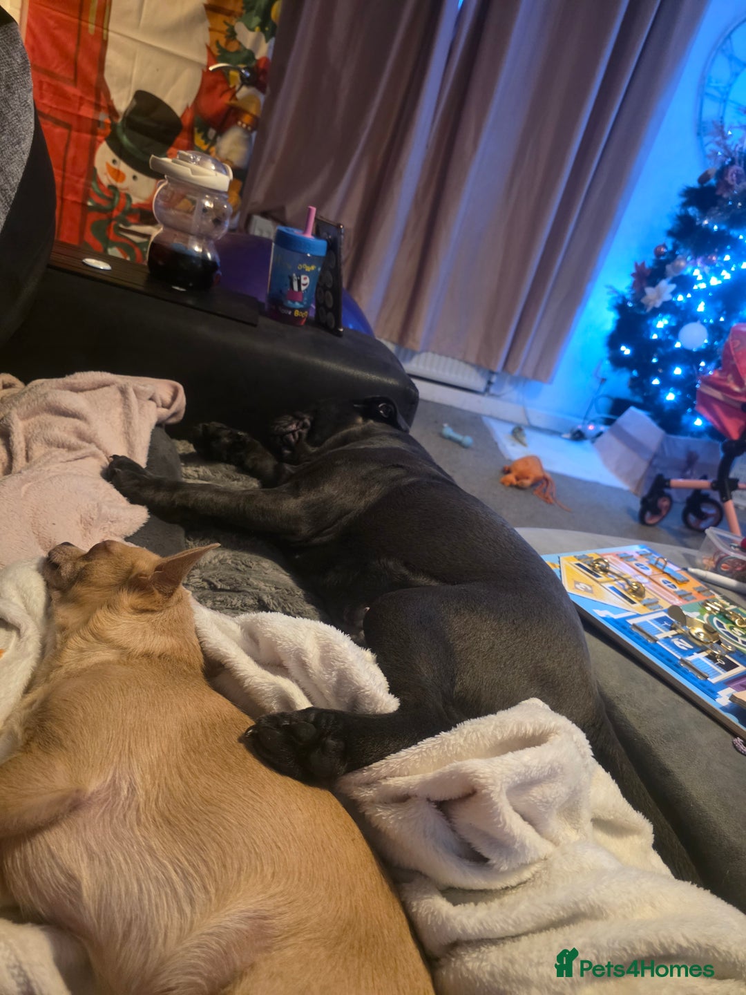 Mixed Breed dogs for sale: English bulldog x pug - Advert 13