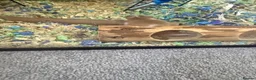 Mouse rodents for sale: X2 Female mice - Advert 3