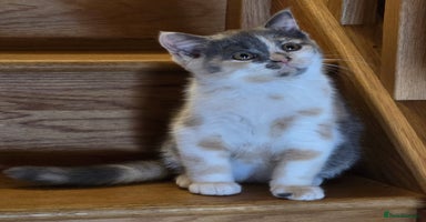 British Shorthair cats - Advert 2