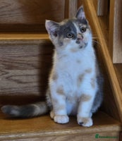 British Shorthair cats - Advert 9