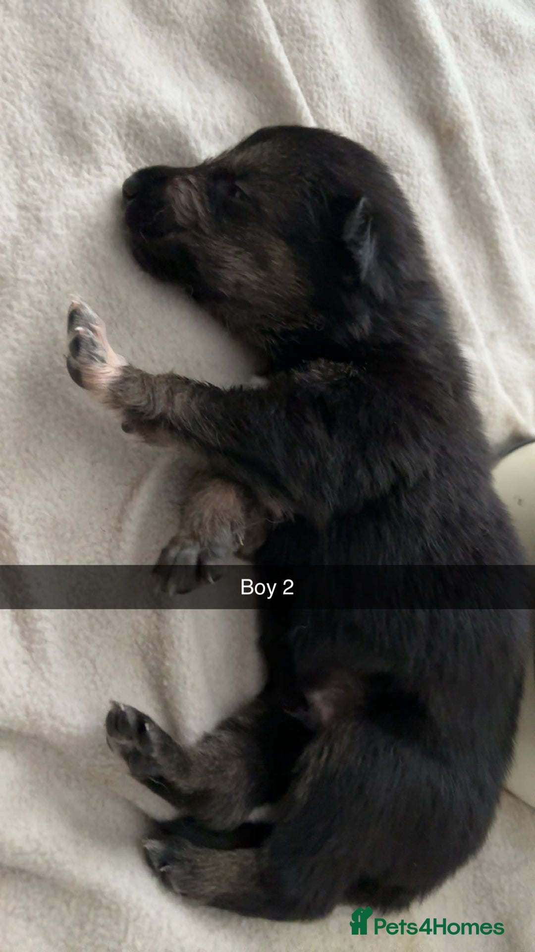 Mixed Breed dogs for sale: German shepherd x border collie puppies  - Image 12