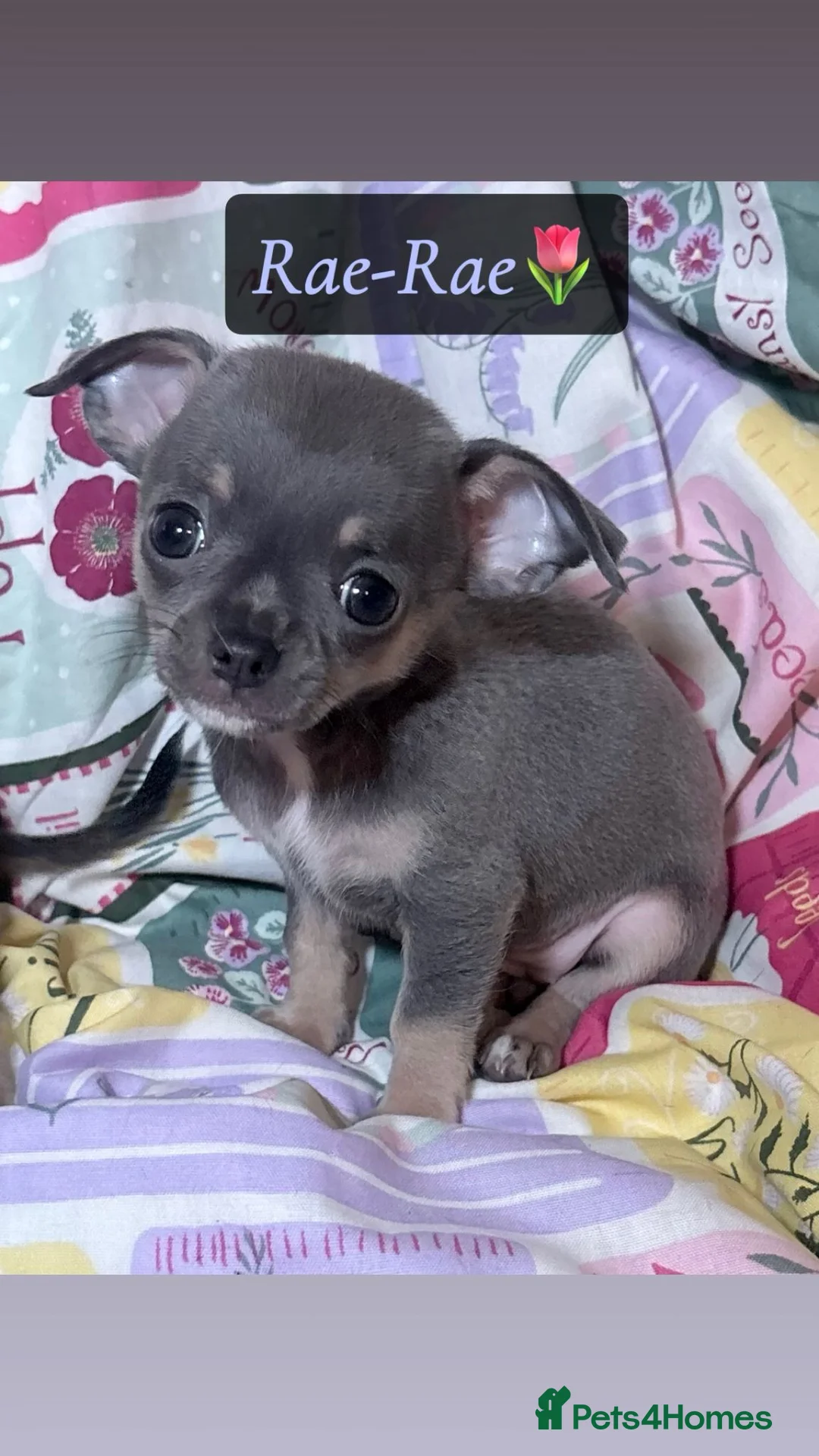 Chihuahua dogs for sale: Chihuahua Puppies💝 - Advert 6