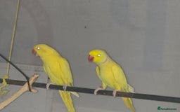 Ringnecks birds for sale: Lutino ringneck  - Image 5