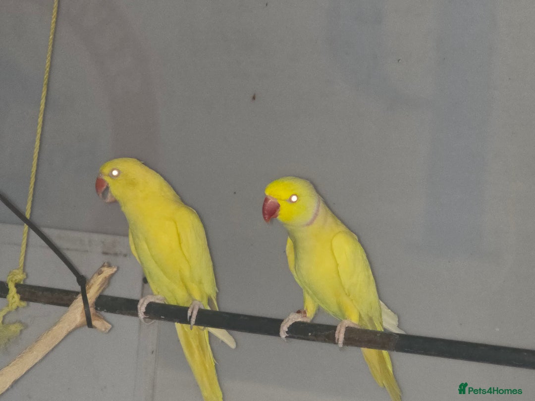 Ringnecks birds for sale: Lutino ringneck  - Image 5