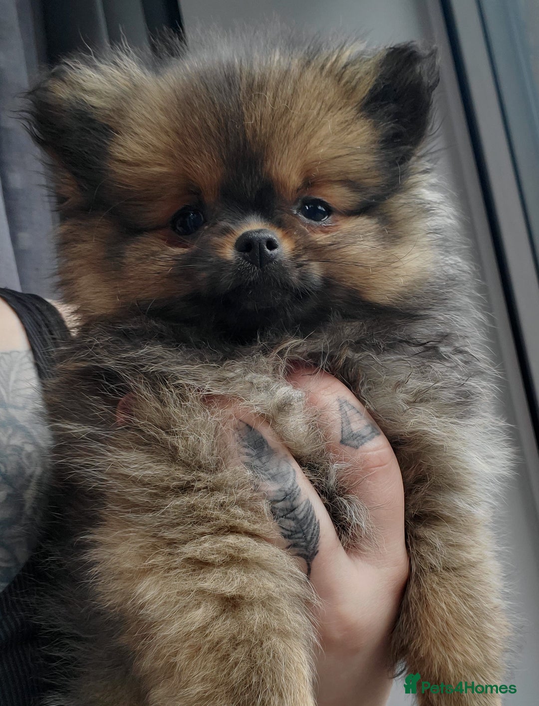 Pomeranian dogs for stud: Kc Pomeranian Male For STUD DUTIES - Advert 28
