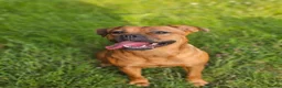 Mixed Breed dogs for sale: Maple Looking for a 5* Home in Gatwick - Advert 5