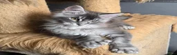 Maine Coon cats for sale: Perfect Polydactyl Maine Coon  - Advert 14