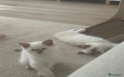 Ragdoll cats for sale: ✨Adorable Male ragdoll kitten.blue eyes grey tips - Image 6
