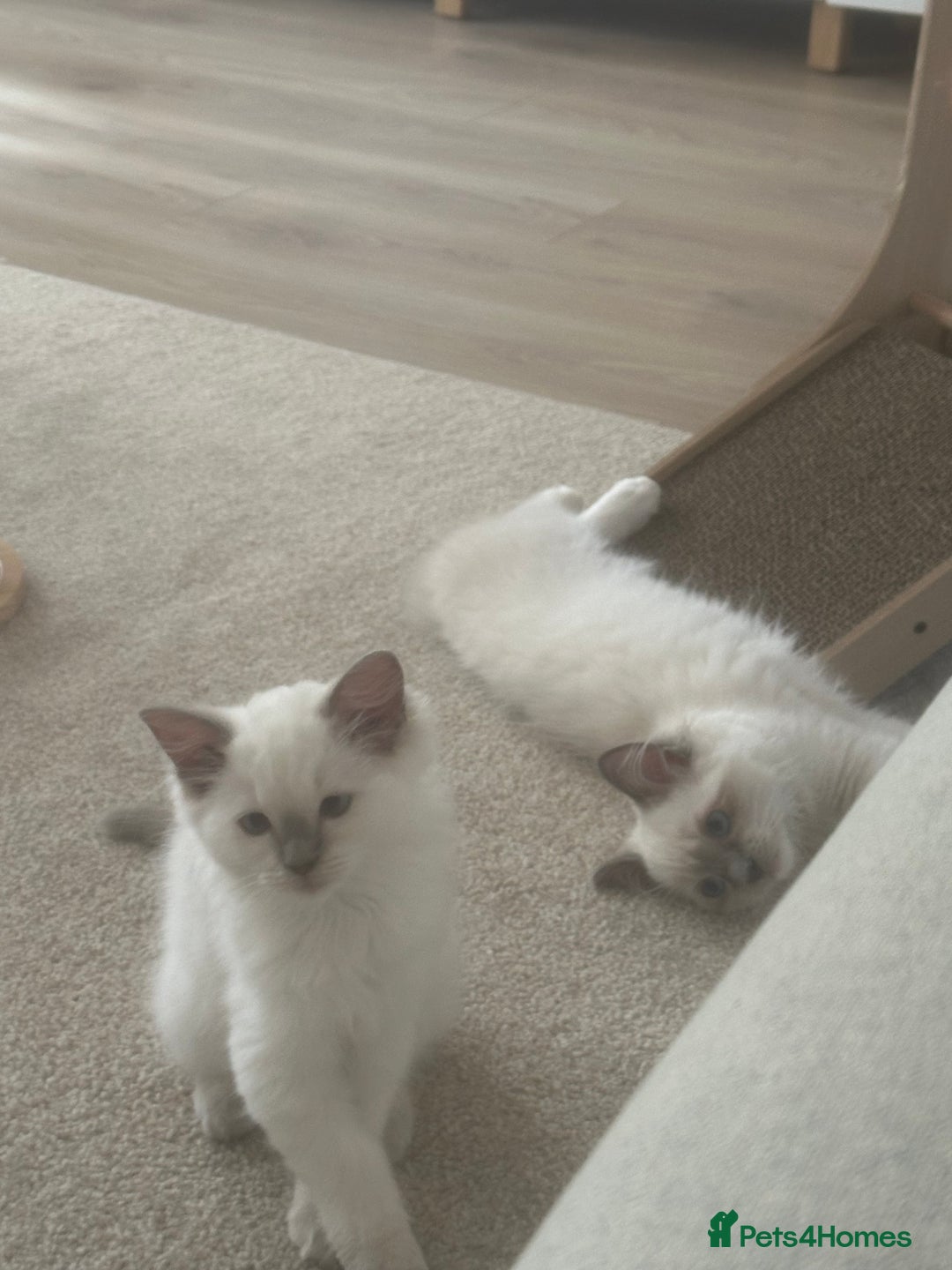 Ragdoll cats for sale: ✨Adorable Male ragdoll kitten.blue eyes grey tips - Image 6