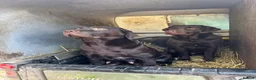 Labrador Retriever dogs for sale: Chocolate Labradors  - Advert 25