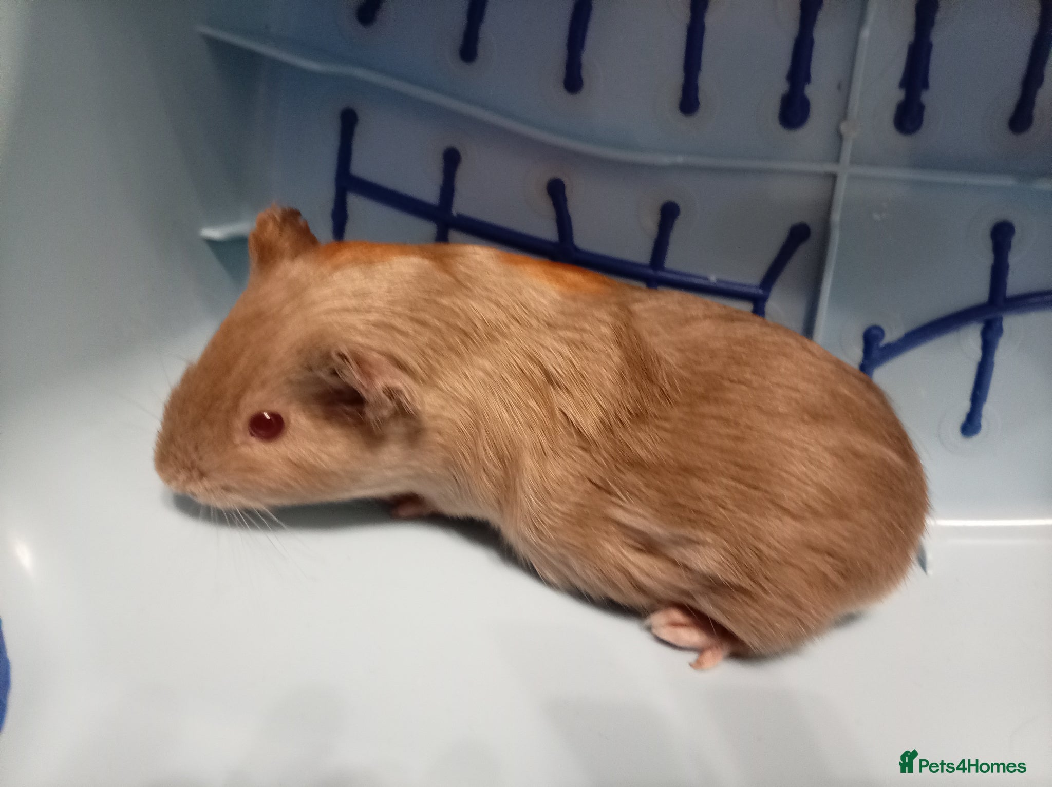 Guinea Pig rodents Male Guinea Pig - Advert 22