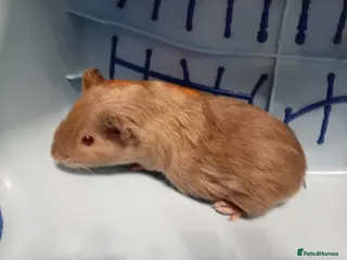 Guinea Pig rodents Male Guinea Pig - Advert 22