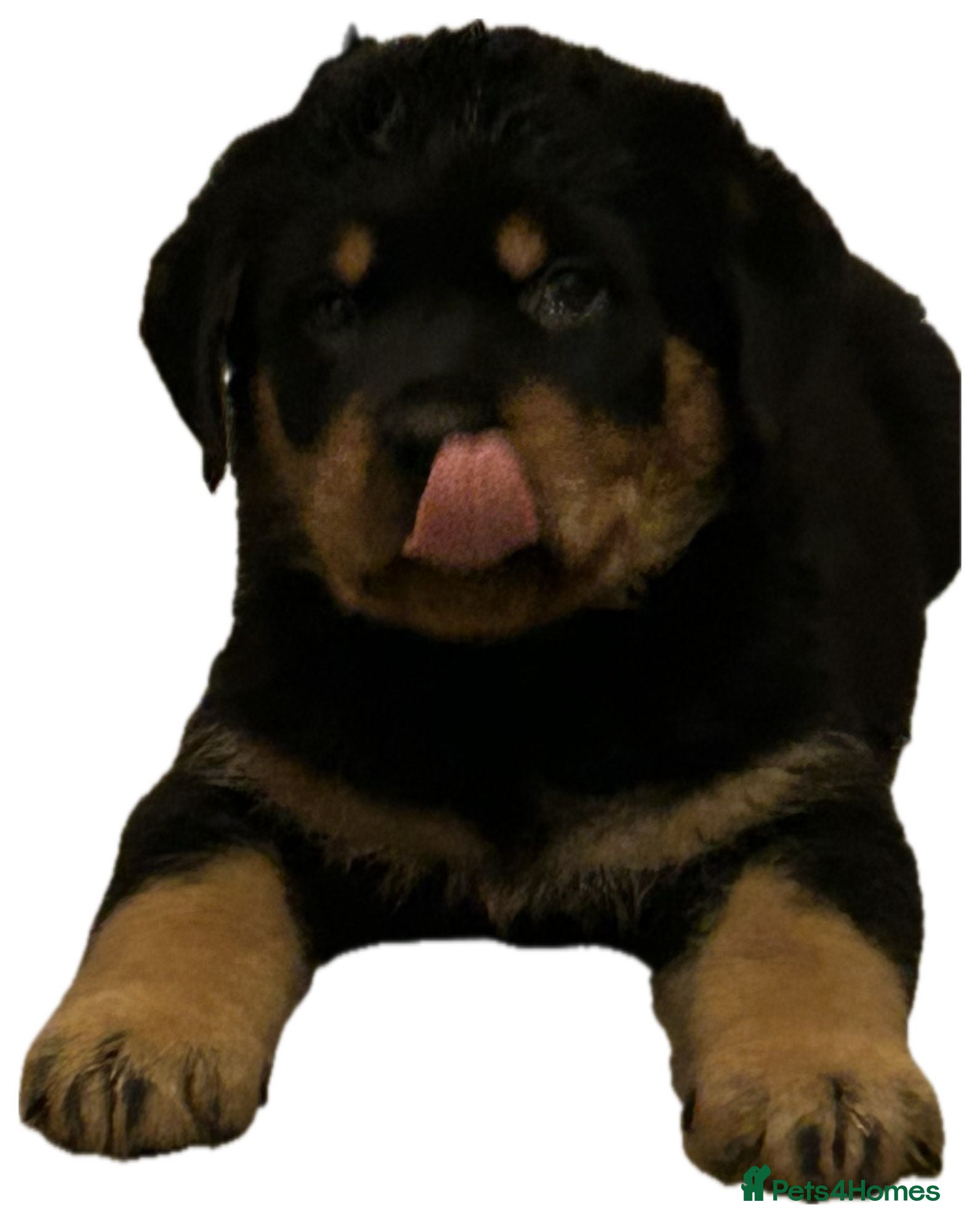Rottweiler dogs (2left) READY TOGO Chunky Rottweilerfor sale - Advert 2