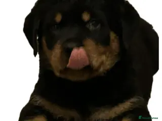 Rottweiler dogs (2left) READY TOGO Chunky Rottweilerfor sale - Advert 2
