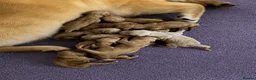 Golden Retriever dogs for sale: Extensively health tested parents!  - Advert 4