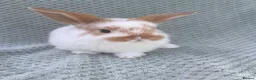Mini Lop rabbits for sale: Wonderful mini lop kits  - Advert 6