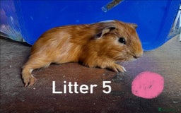 Guinea Pig rodents for sale: Baby Guinea Pigs For Sale - Image 12