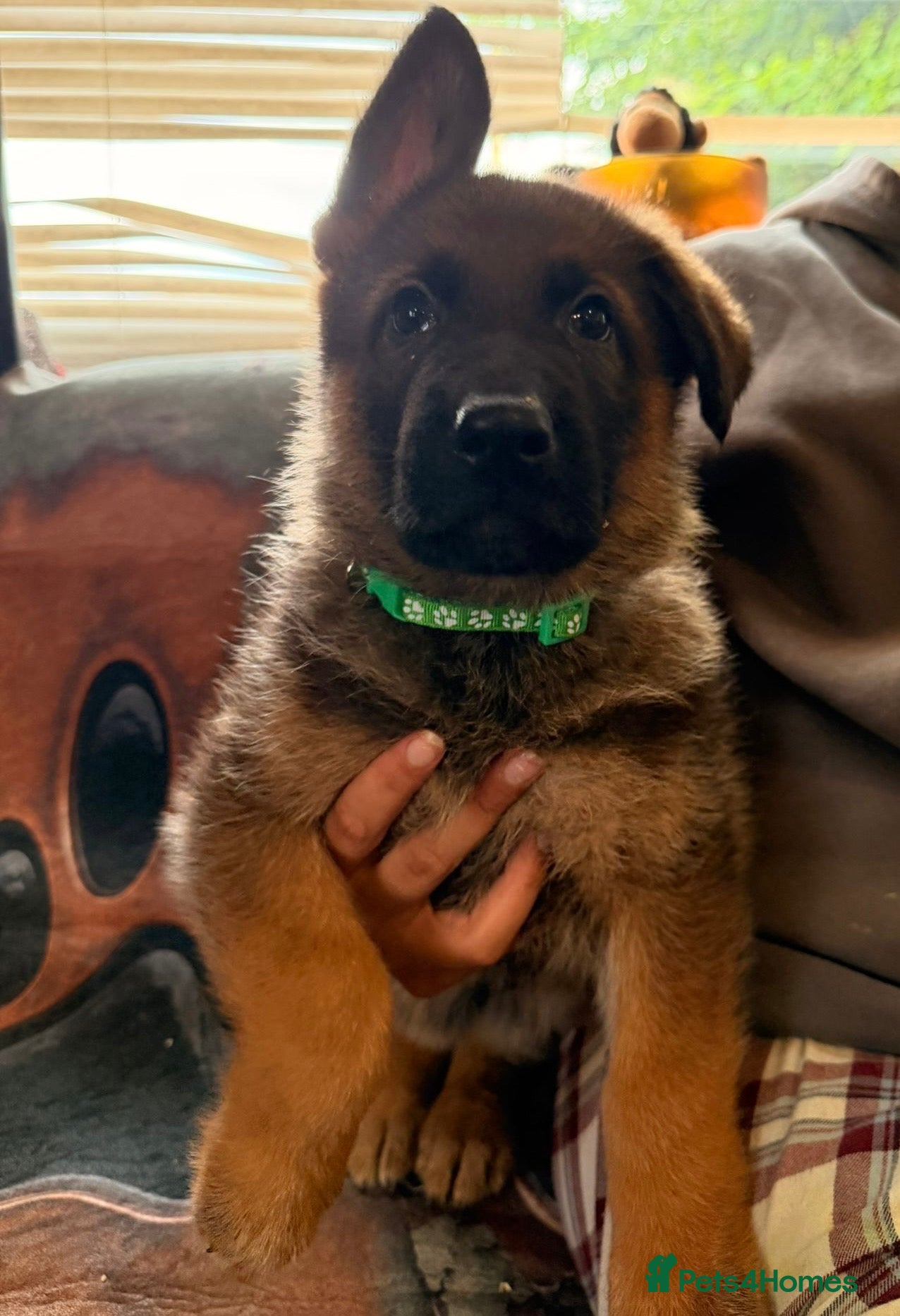 German Shepherd dogs for sale: Beautiful German Shepherd Pups  - Advert 23