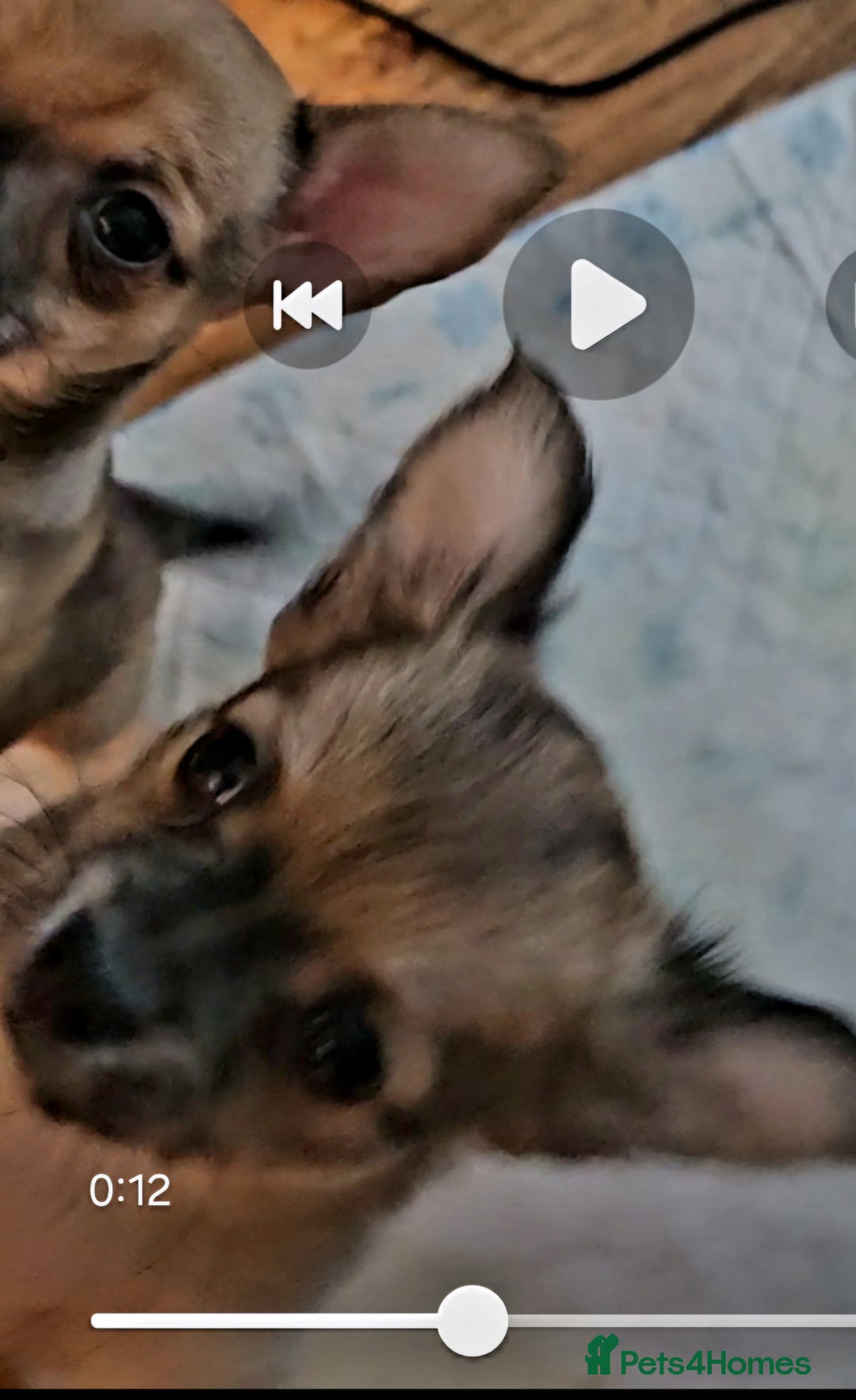 Chihuahua dogs for sale: 2x 13 old week beautiful Chihuahua Pups for sale  - Advert 8