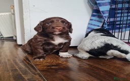 Cocker Spaniel dogs for sale: Exceptional Working Cocker Spaniel Pups – KC Reg - Image 11