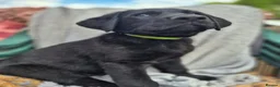 Sheprador dogs for sale: 2 stunning male shepadors pups in Wakefield - Advert 8