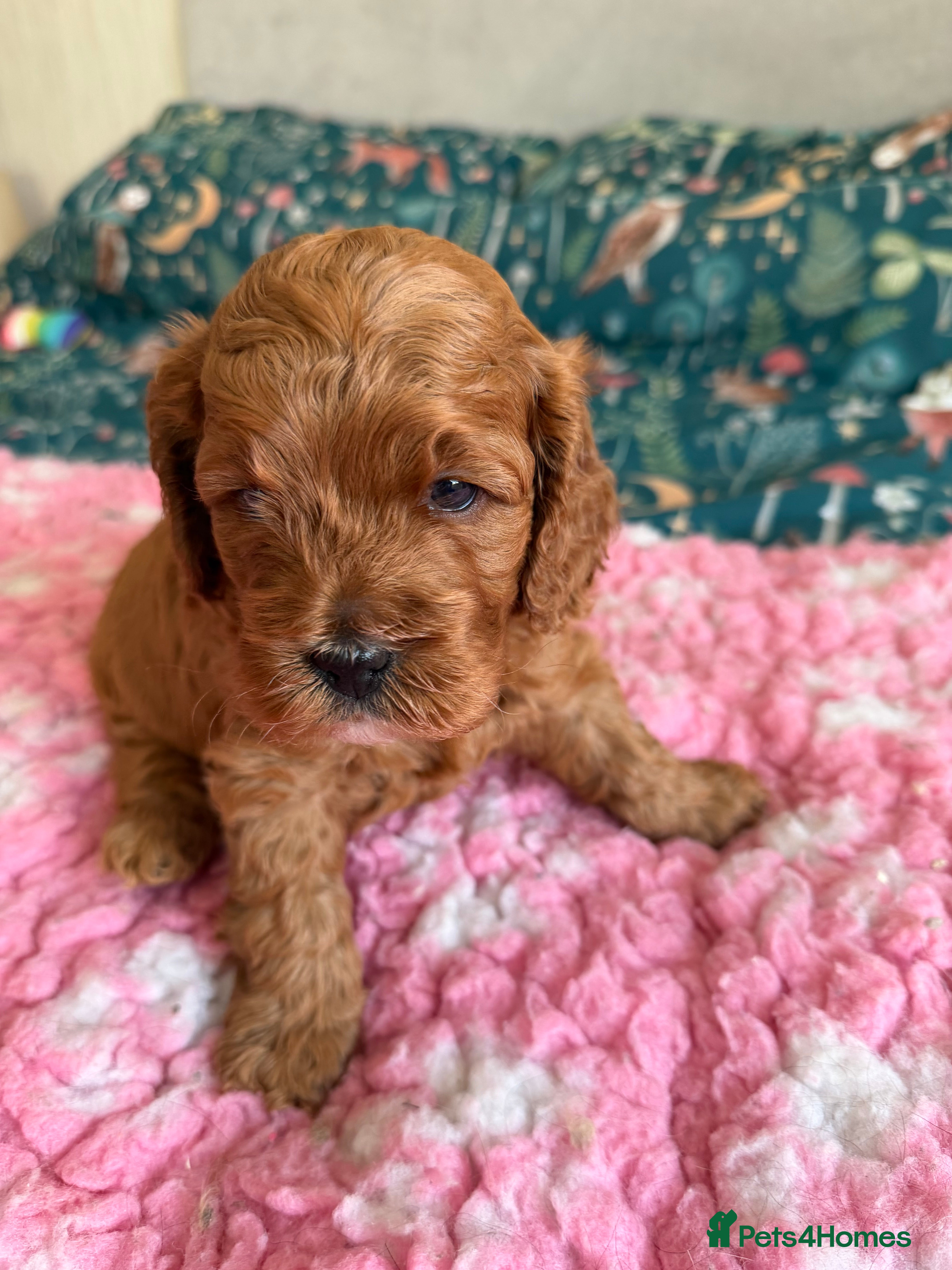 Cockapoo dogs F1 Cockerpoo girls  - Advert 2