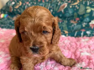 Cockapoo dogs F1 Cockerpoo girls - Advert 2