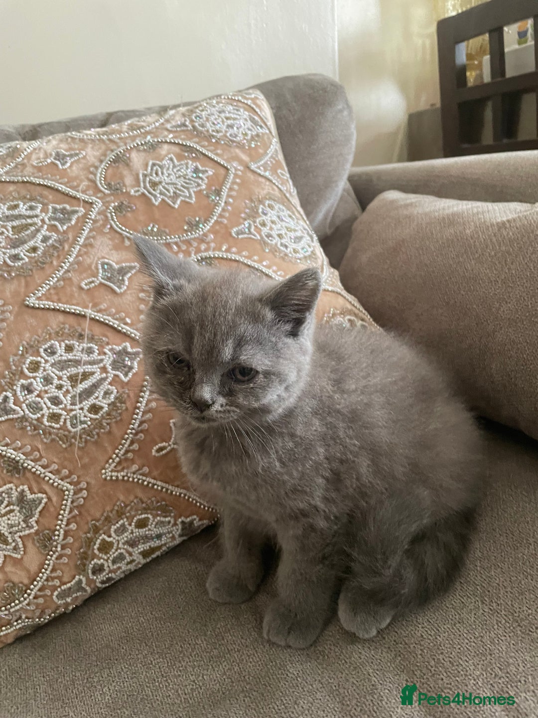 British Shorthair cats for sale: Four tiny heart-stealers looking for loving home - Image 9