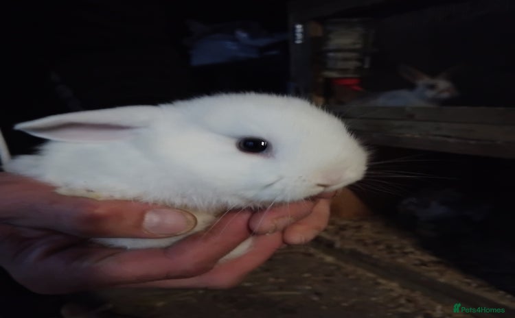 Mini Lop rabbits - Advert 8