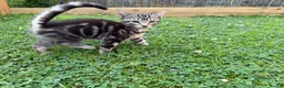 Mixed Breed cats for sale: Cheeky Whiskers Kittens Available  - Advert 8