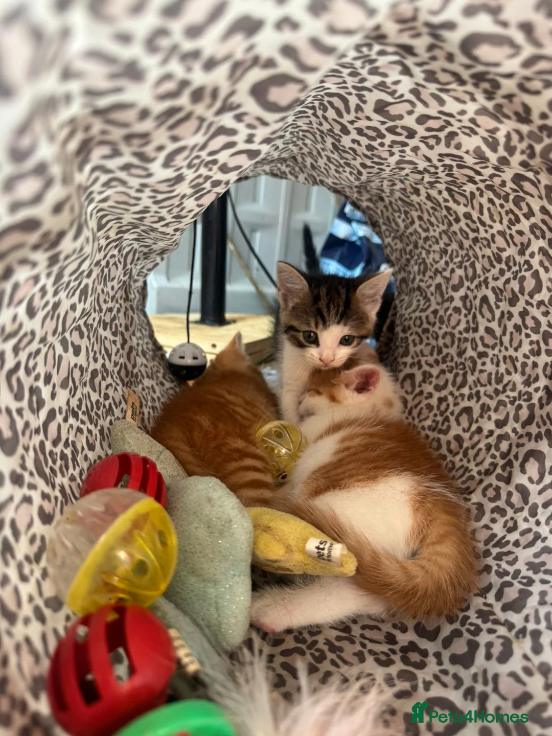 Mixed Breed cats for sale: 🐱 Beautiful calico Mixed Kittens - Advert 2