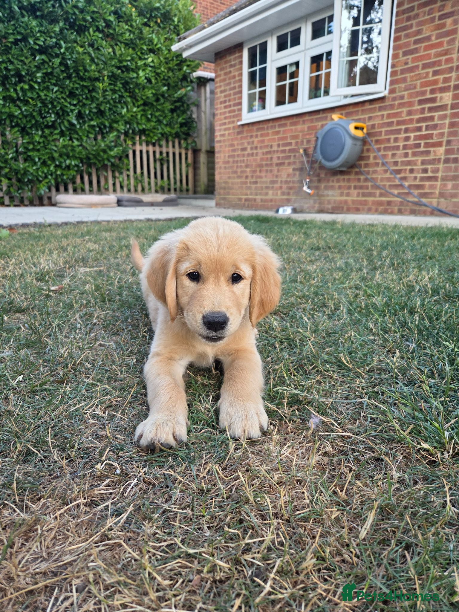 Golden Retriever dogs KC Fully health tested ONE BOY LEFT 🐾 - Advert 1