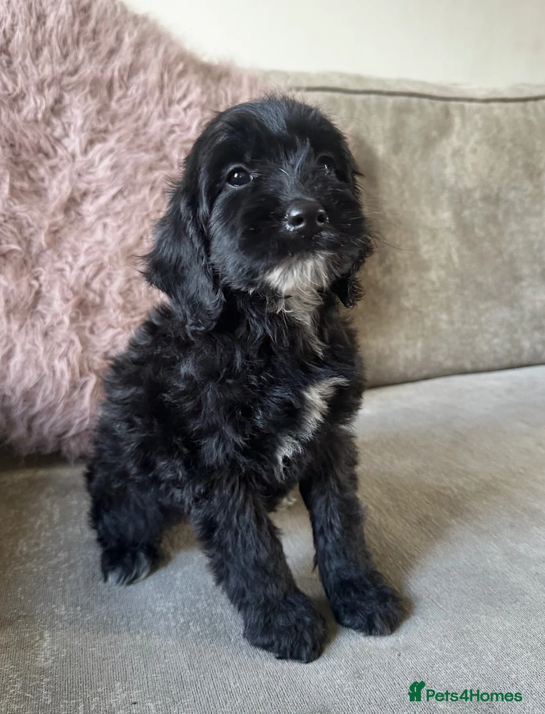 Cockapoo dogs for sale: Adorable Cockapoos’s ready now - Advert 2