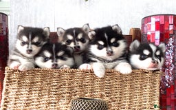 Pomsky dogs for sale: Very Tiny F4 Pomskys  - Image 12