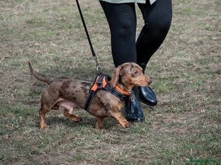 Miniature Dachshund dogs - Advert 5