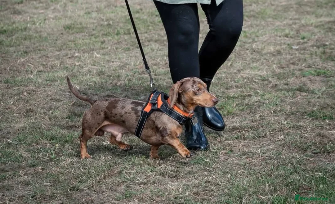 Miniature Dachshund dogs for stud: Miniature chocolate dapple mink dachshund stud dog - Advert 1