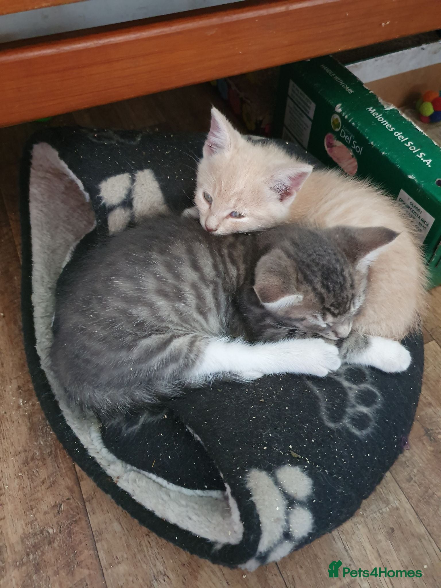 Mixed Breed cats Fluff and Tumble - Advert 9