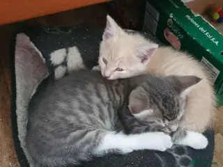 Mixed Breed cats Fluff and Tumble - Advert 9