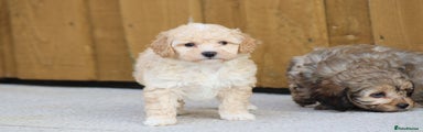 Cockapoo Puppy 2