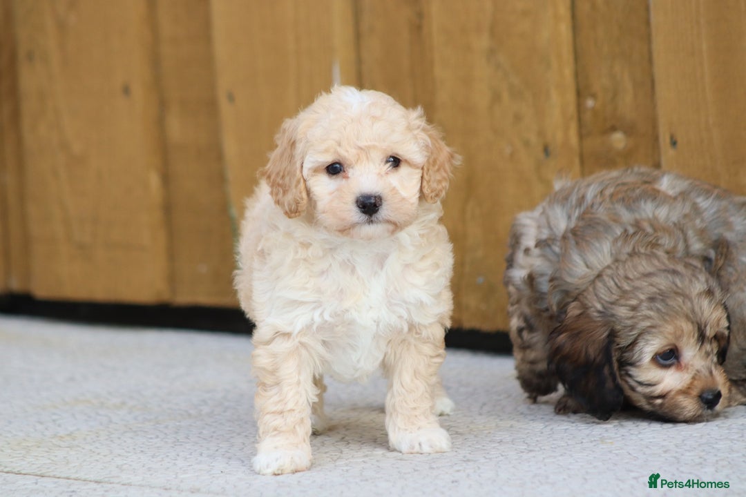 Cockapoo dogs for sale: Cockapoo puppies for sale!  - Advert 9