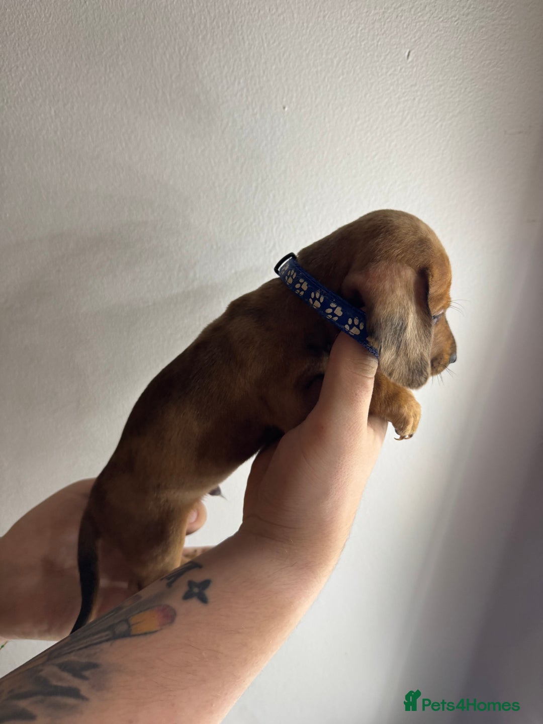 Miniature Dachshund dogs for sale: Miniature dachshunds for sale  - Image 6