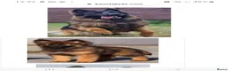 German Shepherd dogs for sale: KC, parents health Tested German shepherd Puppies  - Advert 3