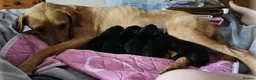 Labrador Retriever dogs for sale: Amazing Labrador Puppies for sale - Advert 18