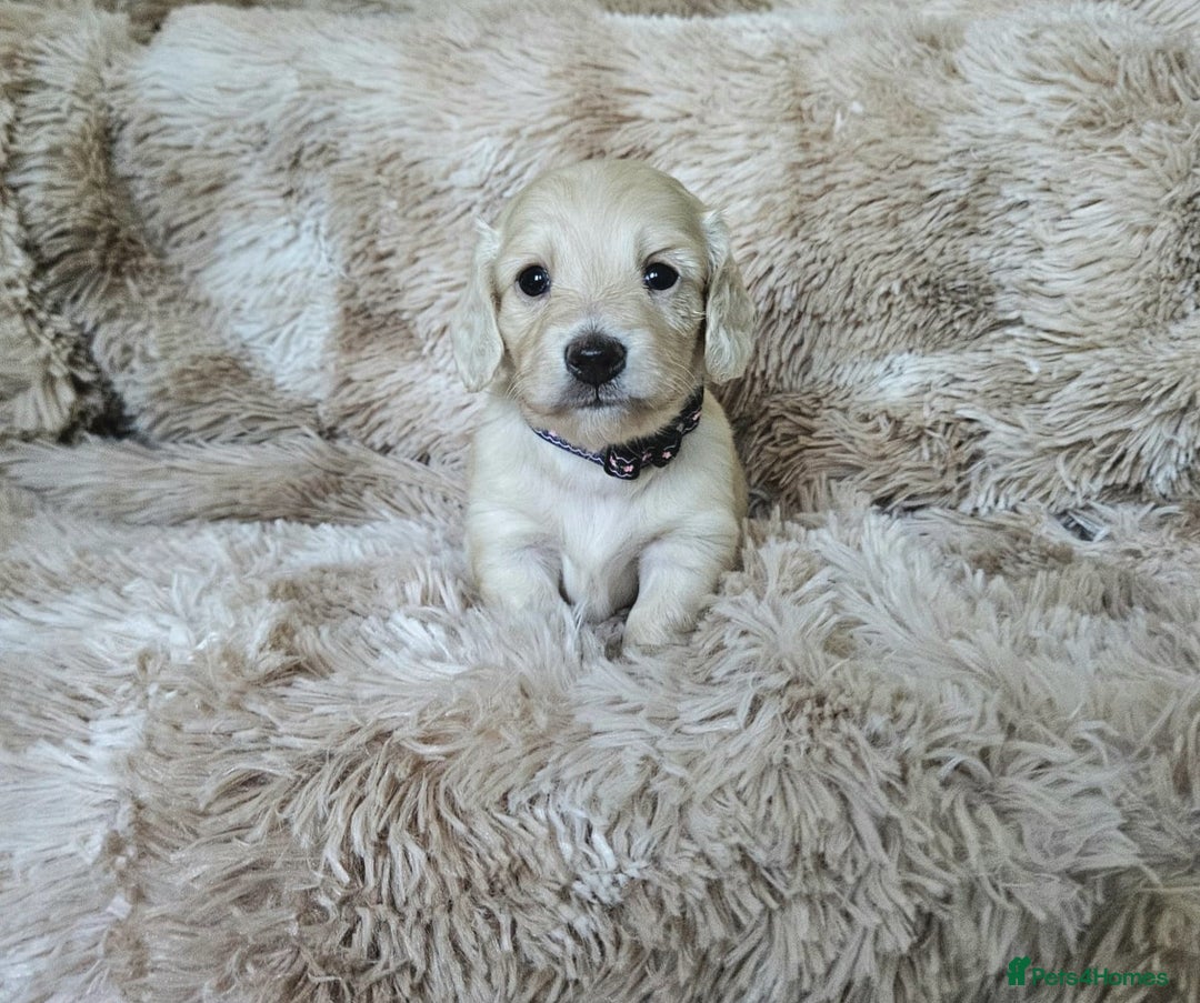 Miniature Dachshund dogs for sale: Beautiful long haired mini dachshunds - Advert 9