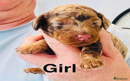 Cockapoo dogs for sale: DNA tested cockapoo puppies ready 27th October - Image 3